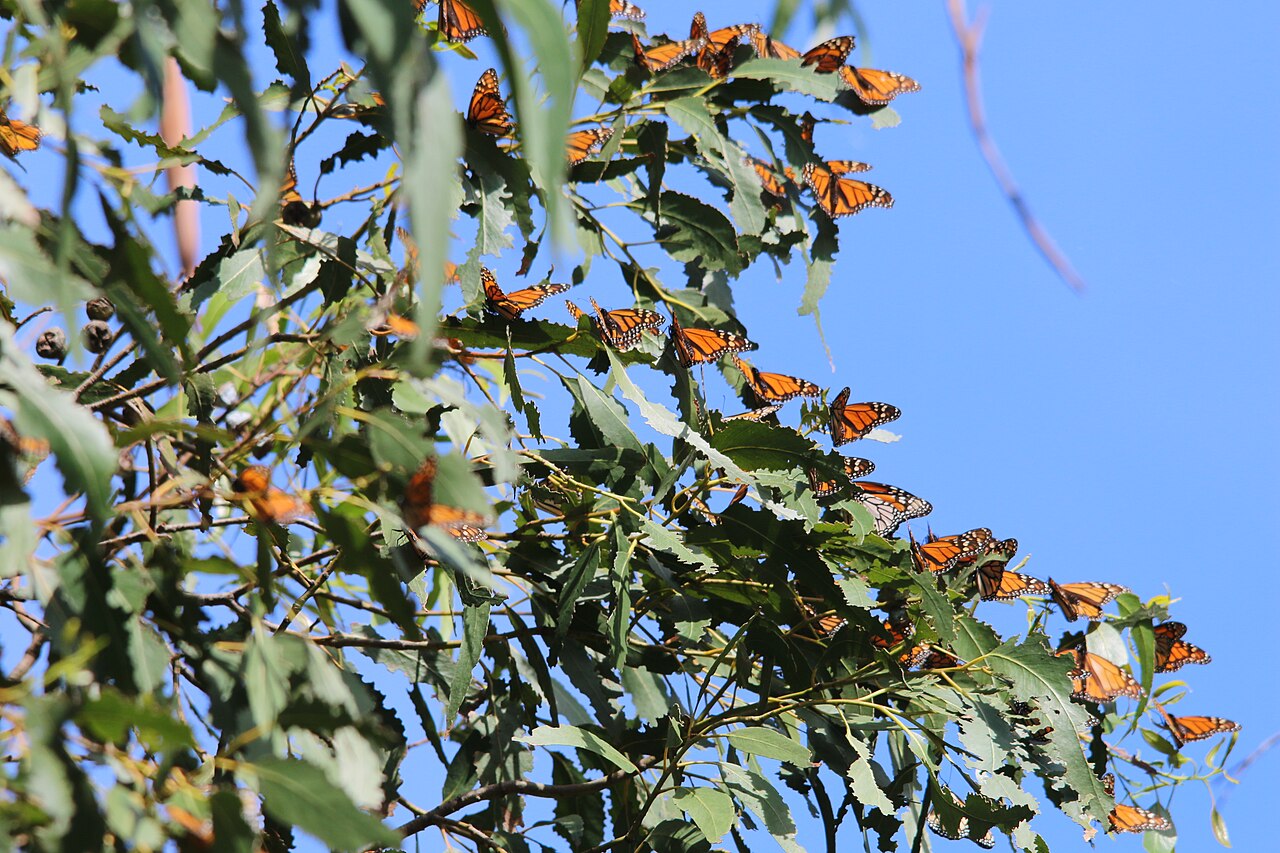 San Leandro Butterfly Garden Monthly Work Day