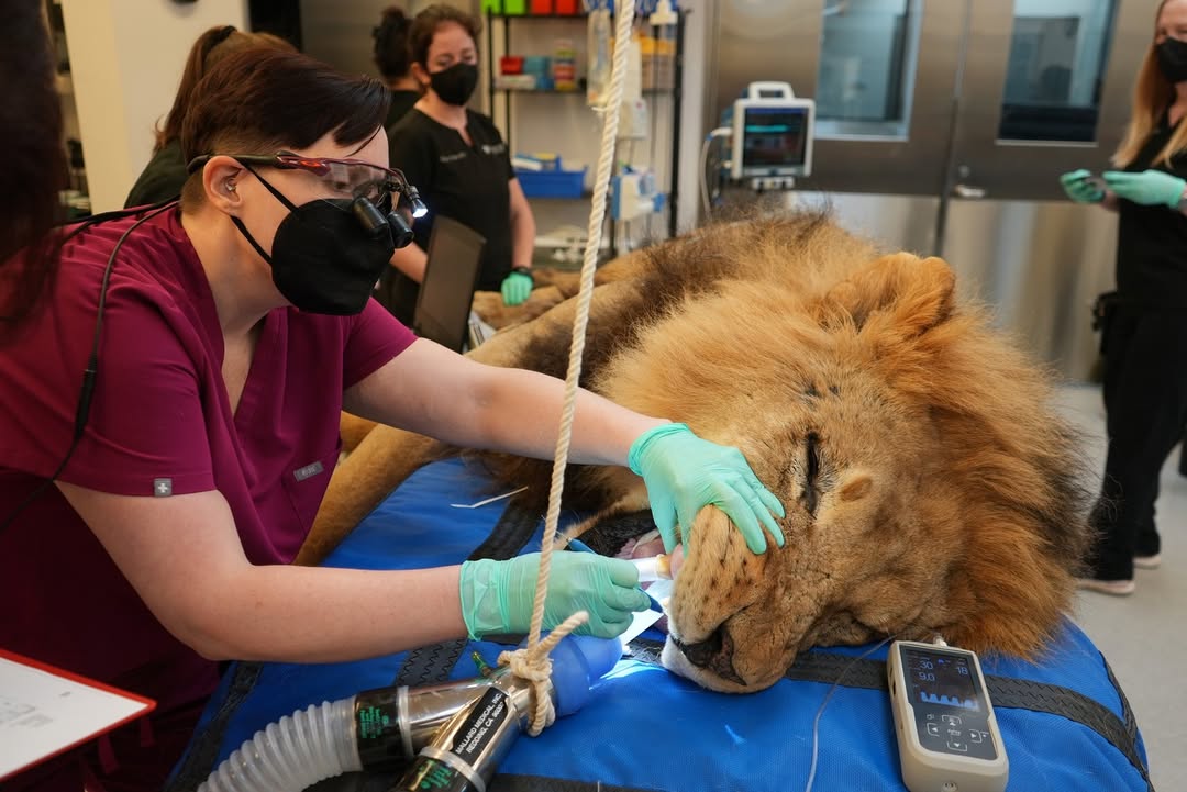 Veterinary Hospital Tours at Oakland Zoo
